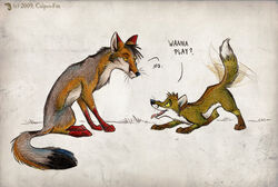 2009 age_difference ambiguous_gender canid canine culpeo_fox culpeofox denied duo feral fox mammal playful red_fox side_view size_difference south_american_fox tail true_fox