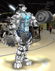 2011 abs anthro athletic biceps big_muscles biped black_body black_fur black_hair black_nose blue_eyes bottomwear bulge clothing english_text exercise felid fur grin gym hair hi_res holding_object jewelry makoim_(character) male mammal markings muscular muscular_anthro muscular_male necklace nipples pantherine pecs pose shirt shorts smile solo standing stripes tank_top text tiger topwear weightlifting weights white_body white_fur wolfiecanem workout