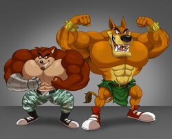  2020 abs absurd_res activision anthro bandicoot biceps black_nose bodily_fluids clothed clothing crash_(series) crunch_bandicoot dasyuromorph duo extinct flexing fur hi_res male mammal marsupial muscular muscular_male pecs polartoons recently_extinct_species standing thylacine tiny_tiger topless 