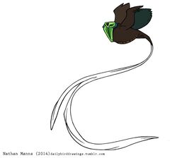  2014 artist_name astrapia avian beak biped bird black_text blue_body blue_feathers brown_body brown_feathers brown_tail brown_tail_feathers brown_wings dark_body dark_feathers dark_pupils dark_text digital_drawing_(artwork) digital_media_(artwork) feathered_arms feathered_wings feathers feral flat_colors flying green_body green_feathers grey_beak grey_body grey_eyes grey_feathers grey_wings iris jamminbison light_beak light_body light_feathers light_tail light_tail_feathers long_tail long_tail_feathers midair monotone_beak multicolored_body multicolored_feathers multicolored_tail multicolored_tail_feathers multicolored_wings oscine paradisaeid passerine pupils raised_arm raised_wings ribbon-tailed_astrapia short_beak side_view simple_background small_beak solo tail text two_tone_tail two_tone_tail_feathers two_tone_wings url wavy_tail white_background white_body white_feathers white_tail white_tail_feathers winged_arms wings year 