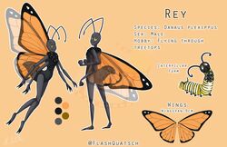  arthropod butterfly caterpillar english_text flashquatsch insects larva lepidopteran male model_sheet monarch_butterfly rey_(flashquatsch) scientific_name solo text 