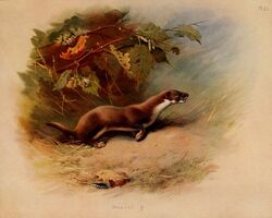  1918 20th_century 5:4 ambiguous_gender ancient_art archibald_thorburn biological_illustration brown_body brown_fur english_text fallen_leaves feral fur hi_res least_weasel loose_feather mammal mustelid musteline outside public_domain quadruped signature solo technical_illustration text traditional_media_(artwork) true_musteline weasel white_body white_fur zoological_illustration 