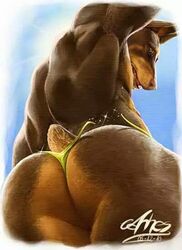  anhes ass avoid_posting back_muscles canid canine canis clothing dobermann docked_tail domestic_dog low-angle_view male mammal muscular photo_manipulation pinscher pose short_tail tail third-party_edit thong underwear wardrobe_malfunction worm&#039;s-eye_view 