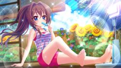  alternate_hairstyle arm_support bare_legs barefoot blue_eyes blue_flower blue_sky blush breasts brown_hair cloud cloudy_sky day dot_nose electric_fan feet female film_grain flower food food_in_mouth game_cg hair_intakes high_ponytail hot izumi_tsubasu knee_up legs lens_flare long_hair looking_at_viewer medium_breasts non-circular_lens_flare non-web_source official_art pink_shorts popsicle popsicle_in_mouth print_tank_top purple_flower re:stage! shikimiya_aone shorts sitting sky soles solo sparkle star_(symbol) star_print striped_tank_top sunflower sweat tank_top toes white_tank_top wooden_floor yellow_flower 