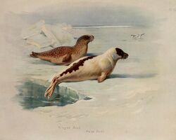  1920 20th_century 5:4 ambient_bird ambiguous_gender ancient_art archibald_thorburn avian beady_eyes biological_illustration bird black_body black_fur brown_body brown_fur detailed_ambient_creature detailed_background duo_focus english_text feral fur group harp_seal hi_res ice mammal marine markings multicolored_body multicolored_fur nude outside pinniped public_domain ringed_seal seal signature spots spotted_body spotted_fur technical_illustration text two_tone_body two_tone_fur water whiskers white_body white_fur zoological_illustration 