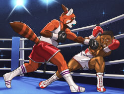  2024 absurd_res ailurid anthro bodily_fluids boots boxing boxing_gloves bra clothed clothing dcheese digital_media_(artwork) duo female fight fighting_ring footwear fur hair handwear hi_res human male male/female mammal muscular muscular_male open_mouth red_panda saliva saliva_string shoes sport sports_bra tail underwear 