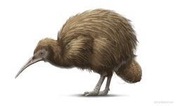  ambiguous_gender avian bird brown_body brown_feathers digital_media_(artwork) digital_painting_(artwork) egg feathers feral food fruit kiwi_(bird) kiwifruit nurikabenuri oviposition plant ratite simple_background solo white_background 