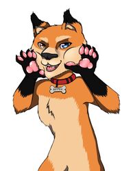  akinya anthro canid canine canis doge dogelore domestic_dog heterochromia hi_res male mammal meme paws shiba_inu spitz 