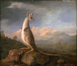  1772 18th_century ambiguous_gender ancient_art detailed detailed_background feral forest formal_art george_stubbs hi_res kangaroo looking_at_viewer macropod mammal marsupial oil_painting_(artwork) outside painting_(artwork) plant solo traditional_media_(artwork) tree 