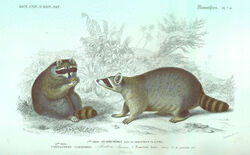  1849 19th_century 5_toes ambiguous_gender ancient_art black_body black_fur brown_body brown_fur charles_d&#039;orbigny claws detailed_background duo facial_markings feet feral french_text fur grey_body grey_fur greyscale_background head_markings hi_res looking_at_viewer mammal markings mask_(marking) outside plant procyonid public_domain quadruped raccoon ring_(marking) ringed_tail scientific_name sitting standing striped_markings striped_tail stripes tail tail_markings text toe_claws toes translated white_body white_fur 