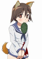  animal_ears aoi_ushi blood brown_eyes brown_hair commentary_request dog_ears dog_girl dog_tail female fukuen_misato leaf military military_uniform miyafuji_yoshika mouth_hold sankarea solo strike_witches tail uniform voice_actor_connection world_witches_series 