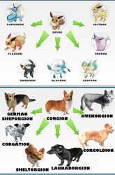  canine eevee evolution no_humans parody pokemon 