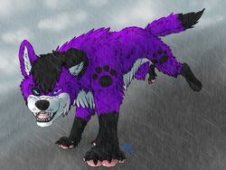  4:3 angry blizzywolf canid canine canis domestic_dog elkhound feral male mammal pawalo paws raining running solo spitz teeth teeth_showing wet 