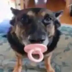  1:1 ambiguous_gender black_body black_fur brown_body brown_fur canid canine canis detailed_background domestic_dog feral fur german_shepherd herding_dog looking_at_viewer mammal object_in_mouth pacifier pacifier_in_mouth pastoral_dog realistic realistic_anatomy realistic_feral realistic_fur solo standing sucking unknown_artist unknown_character upscale 