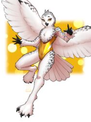  2023 3:4 absurd_res anthro avian beak bird chest_tuft clothing eyebrows eyelashes feathered_wings feathers female hi_res horned_owl looking_at_viewer mykegreywolf one-piece_swimsuit owl snowy_owl solo swimwear true_owl tuft white_body white_feathers wings 