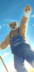  anthro bear belly brown_body brown_fur close-up clothing eyewear farmer food fruit fur glasses gloves handwear harumuname hi_res jack-o&#039;-lantern lifewonders male mammal musclegut muscular outside overalls pecs plant pumpkin rake solo tokyo_afterschool_summoners tools volos_(tas) 