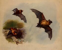  1919 20th_century 5:4 ambiguous_gender ancient_art archibald_thorburn bat biological_illustration brown_body brown_fur common_noctule english_text feral flying fur group hi_res mammal membrane_(anatomy) membranous_wings microbat nude public_domain signature species_name technical_illustration text traditional_media_(artwork) vesper_bat wings yangochiropteran zoological_illustration 