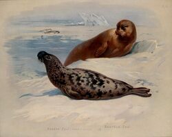  20th_century 5:4 ambiguous_gender ancient_art archibald_thorburn bearded_seal biological_illustration brown_body brown_fur claws duo_focus english_text feral fin fur group hi_res hooded_seal ice mammal marine multicolored_body multicolored_fur no_sclera nude outside pinniped public_domain seal tail tail_fin technical_illustration text traditional_media_(artwork) two_tone_body two_tone_fur water whiskers zoological_illustration 