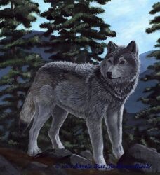  2001 ambiguous_gender angela_butt black_nose blue_sky canid canine canis day detailed_background digitigrade feral fur grey_body grey_fur mammal mountain outside painting paws plant rock shaded sky snout solo standing tail tree whisker_spots wolf 