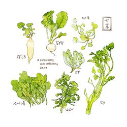  chickweed commentary cyannism daikon english_commentary english_text food food_focus henbit_deadnettle java_water_dropwort jersey_cudweed nanakusa-no-sekku no_humans original parsley radish shepherd&#039;s-purse simple_background translated vegetable white_background 