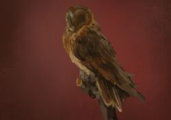  ambiguous_gender avian barn_owl beak bird feathers feral hi_res kotia owl simple_background solo tyto tytonid 