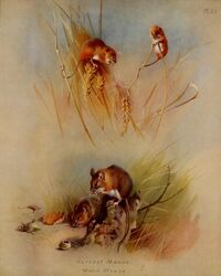  1919 20th_century 4:5 ambiguous_gender ancient_art archibald_thorburn beady_eyes biological_illustration brown_body brown_fur climbing duo english_text eurasian_harvest_mouse feral fur grass hi_res leaf mammal multicolored_body multicolored_fur multiple_images murid murine outside plant public_domain quadruped rodent species_name technical_illustration text traditional_media_(artwork) two_tone_body two_tone_fur whiskers white_body white_fur wood_mouse zoological_illustration 