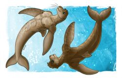  anthro bare_shoulders brown_body brown_fur brown_hair caribou_(artist) cetacean countershade_torso countershading dolphin dolphin_tail dorsal_fin fin flipper_hands fur glistening green_eyes hair hybrid male mammal marine merfolk model_sheet navel pecs pinniped reflection ringstudios seal signature slightly_muscular split_form toothed_whale tuft_(ringstudios) underwater water water_reflection whiskers 