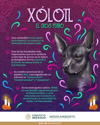  4:5 ambiguous_gender candle canid canine canis day_of_the_dead domestic_dog facebook_logo feral flower hairless hairless_dog hi_res holidays instagram_logo mammal mexico orange_flower plant primitive_dog purple_background simple_background solo spanish_text text twitter twitter_logo unknown_artist xoloitzcuintli xolotl_(mythology) youtube_logo 