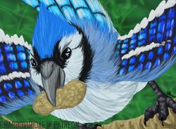  2019 avian beak bird blue_body blue_feathers blue_jay conditional_dnp corvid digital_drawing_(artwork) digital_media_(artwork) feathers food fruit hi_res jay_(bird) legume new_world_jay nut_(fruit) oscine passerine peanut_(food) plant solo wolftacos 