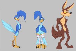  anthro arm_tuft avian biped bird blep blue_body blue_feathers brown_body brown_fur canid canine canis cheek_tuft claws clothing coyote cuculiform duo elbow_tuft facial_tuft fangs feathers feet femboy fluffy fluffy_tail fur fuzzy half-closed_eyes head_feathers hi_res knee_tuft leg_tuft leggings legwear legwear_only looking_at_viewer looney_tunes male mammal model_sheet mostly_nude multiple_images narrowed_eyes new_world_ground_cuckoo numy_num pattern_clothing pattern_legwear road_runner_(looney_tunes) roadrunner simple_background size_difference skinny small_waist smile standing stockings stockings_only striped_clothing striped_legwear stripes tail tail_feathers talons teeth toes tongue tongue_out tuft unimpressed warner_brothers wile_e._coyote wings yellow_eyes 