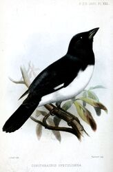  1880 19th_century absurd_res ancient_art avian beady_eyes beak biological_illustration biped bird black-and-white_tanager black_body black_feathers branch feathers feral hi_res joseph_smit leaf male multicolored_body multicolored_feathers no_sclera nude oscine passerine public_domain scientific_name sitting solo tail tail_feathers tanager technical_illustration text traditional_media_(artwork) two_tone_body two_tone_feathers white_body white_feathers zoological_illustration 