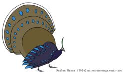  2014 artist_name avian avian_caruncle beak big_tail biped bird black_text blue_body blue_feathers blue_markings blue_spots blue_stripes blue_tail blue_tail_feathers blue_wings brown_body brown_feathers brown_tail brown_tail_feathers dark_body dark_feathers dark_text dark_wings dewlap_(anatomy) digital_drawing_(artwork) digital_media_(artwork) eye_markings facial_markings feather_markings feathered_crest feathered_wings feathers featureless_feet feet feral flat_colors folded_wings full-length_portrait galliform green_body green_crest green_feathers grey_beak grey_feet head_crest head_markings jamminbison male markings monotone_beak monotone_crest multi_tone_tail multicolored_body multicolored_feathers multicolored_tail narrow_legs orange_eyes palawan_peacock-pheasant peacock-pheasant phasianid pointy_beak portrait side_view simple_background solo spots spotted_body spotted_feathers spotted_markings spotted_tail spotted_wings standing striped_feathers striped_wings stripes tail tail_feathers tail_markings text toony url wattle white_background white_body white_feathers white_markings white_tail white_tail_feathers wide_tail wing_markings winged_arms wings 