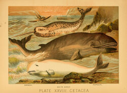  1897 19th_century ambiguous_gender ancient_art baleen biological_illustration canoe cetacean clothed clothing dolphin dorsal_fin feral fin group hi_res horn hugh_craig human mammal marine monodontid narwhal open_mouth public_domain rorqual tail tail_fin technical_illustration text toothed_whale traditional_media_(artwork) vehicle water watercraft zoological_illustration 