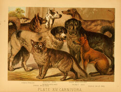  1897 19th_century ambiguous_gender ancient_art biological_illustration canid canine canis dhole dingo domestic_dog feral floppy_ears fur greyhound group hi_res hugh_craig hunting_dog mammal molosser mountain_dog newfoundland_dog paws public_domain quadruped sighthound tail technical_illustration text tongue tongue_out traditional_media_(artwork) zoological_illustration 