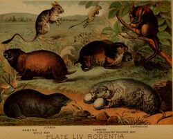  1897 19th_century ambiguous_gender ancient_art cricetid dipodid dormouse english_text feral fur group hamster hi_res hugh_craig jerboa lemming mammal mole_rat plant public_domain quadruped rodent tail text traditional_media_(artwork) whiskers 