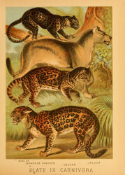  1897 19th_century absurd_res ambiguous_gender ancient_art biological_illustration cougar countershade_fur countershade_torso countershading fangs felid feline feral fur group hi_res hugh_craig jaguar leopardus mammal ocelot open_mouth pantherine plant public_domain quadruped tail technical_illustration teeth text traditional_media_(artwork) whiskers zoological_illustration 