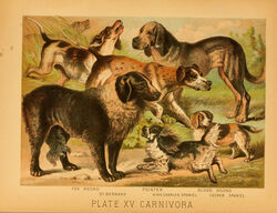  1897 19th_century ambiguous_gender ancient_art biological_illustration bird_dog bloodhound canid canine canis cavalier_king_charles_spaniel cocker_spaniel domestic_dog feral floppy_ears fur group hi_res hugh_craig hunting_dog mammal molosser mountain_dog paws public_domain quadruped saint_bernard scent_hound size_difference spaniel tail technical_illustration text tongue tongue_out toy_dog traditional_media_(artwork) zoological_illustration 