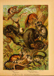  1897 19th_century 5_fingers absurd_res ambiguous_gender ancient_art atelid aye-aye biological_illustration callitrichid cebid claws feral fingers fur group haplorhine hi_res howler_monkey hugh_craig lemur loris lorisoid mammal marmoset monkey new_world_monkey plant primate public_domain slow_loris squirrel_monkey strepsirrhine tail tarsier technical_illustration text traditional_media_(artwork) zoological_illustration 