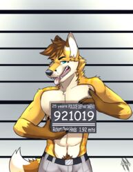  2022 abs absurd_res anthro blue_eyes brown_hair canid canine canis countershading dreamworks english_text fox go_to_horny_jail hair hi_res hybrid kobi_seika male mammal meme mugshot muscular muscular_anthro muscular_male pecs photo prison richart_(richartwf) sign solo text the_bad_guys wolf 