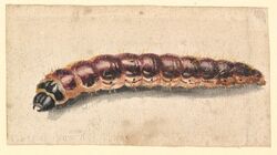  17th_century ambiguous_gender ancient_art arthropod artist_name brown_body brown_exoskeleton caterpillar exoskeleton feral formal_art hi_res high-angle_view insects jan_vincentsz_van_der_vinne larva mandibles painting_(artwork) side_view simple_background solo tan_background traditional_media_(artwork) watercolor_(artwork) 