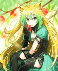  animal_ears apple atalanta_(fate) black_thighhighs blonde_hair commentary_request dress fate/apocrypha fate_(series) female fon-due_(fonfon) food fruit gloves green_eyes green_hair hair_between_eyes long_hair multicolored_hair sitting skirt solo thighhighs very_long_hair 