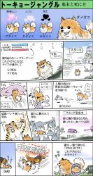  bad_id bad_pixiv_id canine check_translation gameplay_mechanics no_humans pig pomeranian_(dog) tiger tokyo_jungle translated translation_request ya-ma-to 